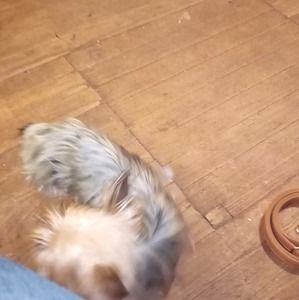 Meet your Posher, Janet